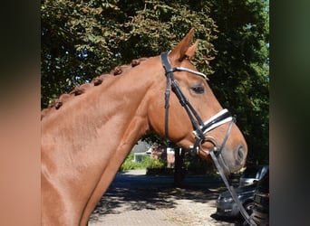 Hanovrien, Jument, 6 Ans, 168 cm, Alezan