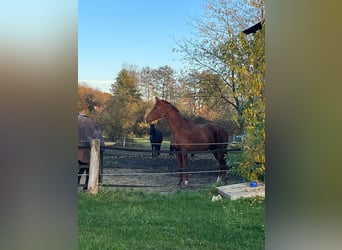 Hanovrien, Jument, 6 Ans, 168 cm, Alezan