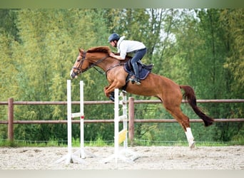 Hanovrien, Jument, 6 Ans, 168 cm, Alezan