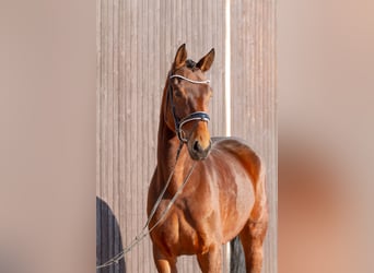 Hanovrien, Jument, 6 Ans, 168 cm, Bai