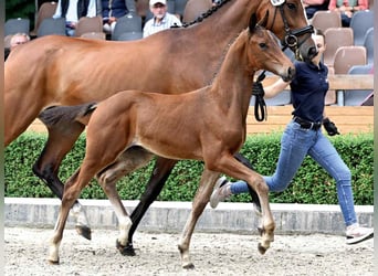 Hanovrien, Jument, 6 Ans, 168 cm, Bai