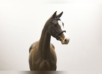 Hanovrien, Jument, 6 Ans, 168 cm