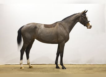 Hanovrien, Jument, 6 Ans, 168 cm