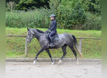 Hanovrien, Jument, 6 Ans, 168 cm, Gris