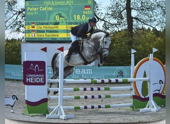 Hanovrien, Jument, 6 Ans, 168 cm, Gris