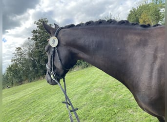 Hanovrien, Jument, 6 Ans, 168 cm, Noir