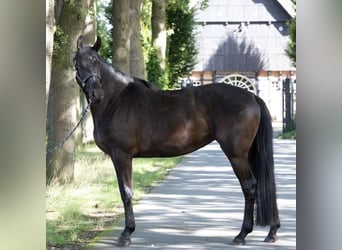 Hanovrien, Jument, 6 Ans, 168 cm, Noir