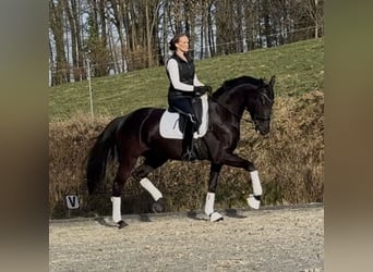 Hanovrien, Jument, 6 Ans, 168 cm, Noir