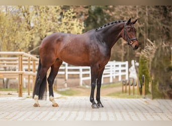 Hanovrien, Jument, 6 Ans, 169 cm, Bai