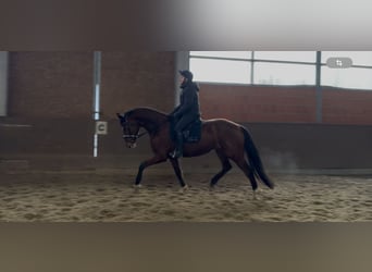 Hanovrien, Jument, 6 Ans, 169 cm, Bai