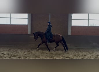 Hanovrien, Jument, 6 Ans, 169 cm, Bai