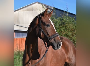 Hanovrien, Jument, 6 Ans, 170 cm, Alezan