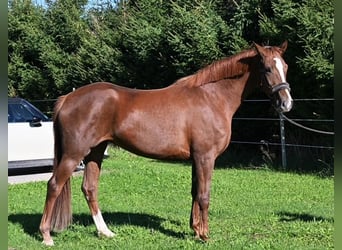 Hanovrien, Jument, 6 Ans, 170 cm, Alezan