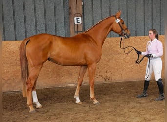 Hanovrien, Jument, 6 Ans, 170 cm, Alezan