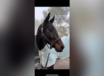 Hanovrien, Jument, 6 Ans, 170 cm, Bai brun