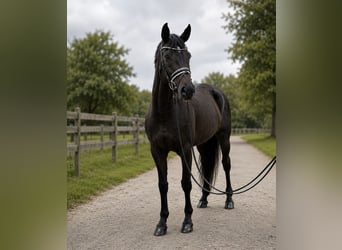 Hanovrien, Jument, 6 Ans, 170 cm, Bai brun foncé