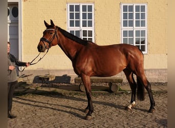 Hanovrien, Jument, 6 Ans, 170 cm, Bai