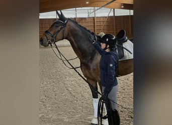 Hanovrien, Jument, 6 Ans, 170 cm, Bai