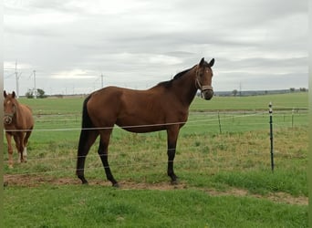 Hanovrien, Jument, 6 Ans, 170 cm, Bai