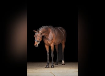 Hanovrien, Jument, 6 Ans, 170 cm, Bai