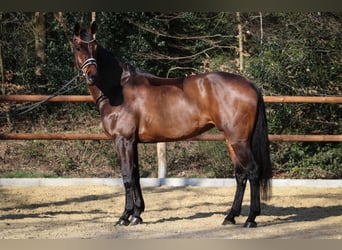 Hanovrien, Jument, 6 Ans, 170 cm, Bai