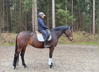 Hanovrien, Jument, 6 Ans, 170 cm, Bai