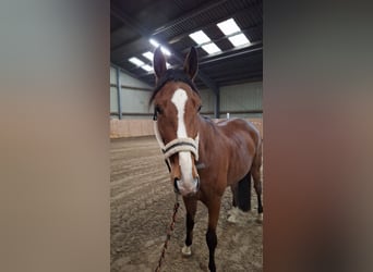 Hanovrien, Jument, 6 Ans, 170 cm, Bai