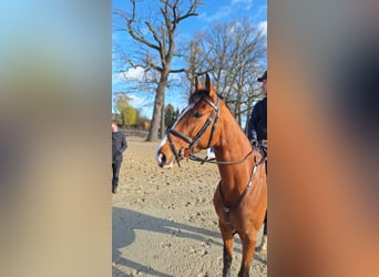 Hanovrien, Jument, 6 Ans, 170 cm, Bai