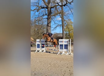 Hanovrien, Jument, 6 Ans, 170 cm, Bai