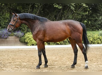 Hanovrien, Jument, 6 Ans, 170 cm, Bai