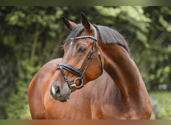 Hanovrien, Jument, 6 Ans, 170 cm, Bai