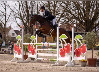 Hanovrien, Jument, 6 Ans, 170 cm, Bai