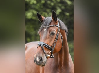 Hanovrien, Jument, 6 Ans, 170 cm, Bai