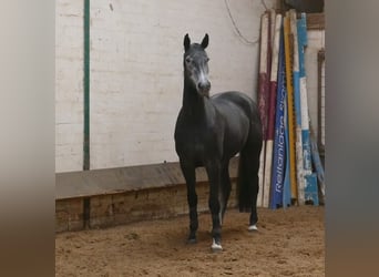 Hanovrien, Jument, 6 Ans, 170 cm, Gris