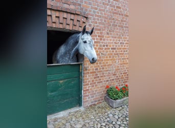 Hanovrien, Jument, 6 Ans, 170 cm, Gris