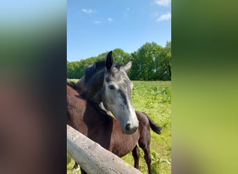 Hanovrien, Jument, 6 Ans, 170 cm, Gris