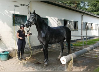 Hanovrien, Jument, 6 Ans, 170 cm, Gris