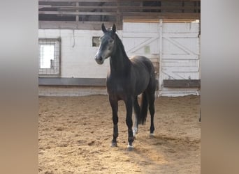 Hanovrien, Jument, 6 Ans, 170 cm, Gris