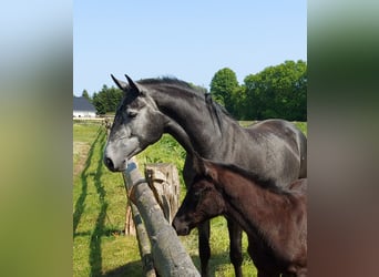 Hanovrien, Jument, 6 Ans, 170 cm, Gris