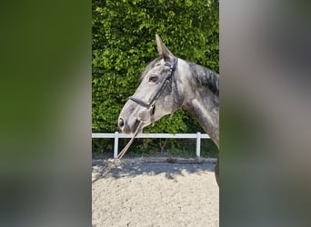 Hanovrien, Jument, 6 Ans, 170 cm, Gris pommelé