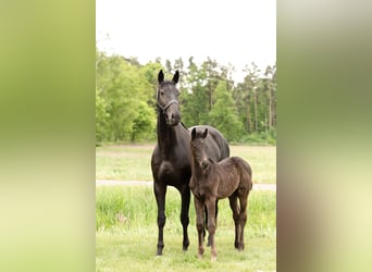Hanovrien, Jument, 6 Ans, 170 cm, Noir