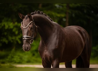 Hanovrien, Jument, 6 Ans, 170 cm, Noir