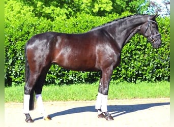 Hanovrien, Jument, 6 Ans, 170 cm, Noir