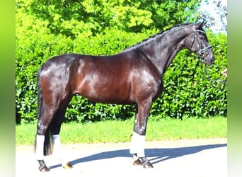 Hanovrien, Jument, 6 Ans, 170 cm, Noir