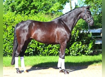 Hanovrien, Jument, 6 Ans, 170 cm, Noir
