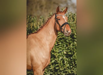 Hanovrien, Jument, 6 Ans, 171 cm, Alezan