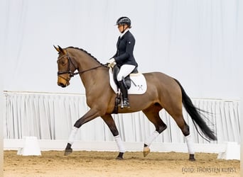 Hanovrien, Jument, 6 Ans, 171 cm, Bai brun