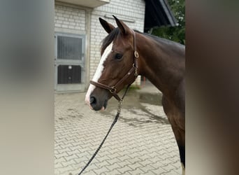 Hanovrien, Jument, 6 Ans, 171 cm, Bai