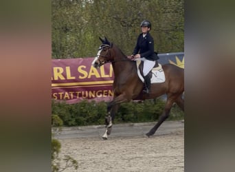 Hanovrien, Jument, 6 Ans, 171 cm, Bai