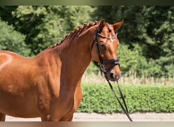 Hanovrien, Jument, 6 Ans, 172 cm, Alezan